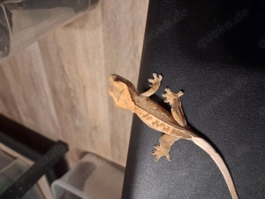 Kronengecko Nachwuchs 