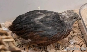 Chinesische Zwergwachteln zur Abgabe