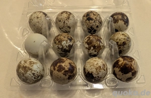 Bruteier japanische Legewachteln, rot gefleckt