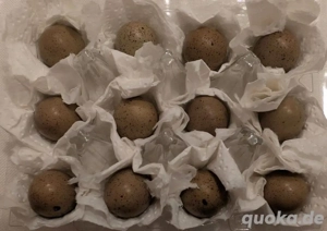 Bruteier chinesische Zwergwachteln 