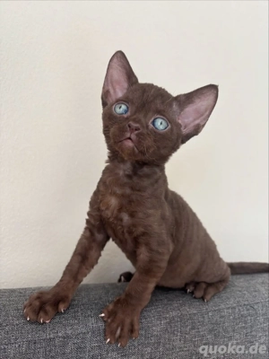 Devon Rex Kätzchen (weiblich)