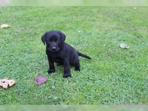 reinrassige, Labradorwelpen suchen ein neues zu Hause