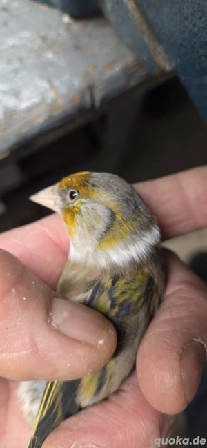 Mischling Stieglitz x Kanarien 
