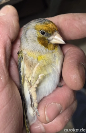 Mischling Stieglitz x Kanarien 