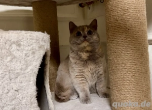 Bkh Mädchen Lilc mit Creme