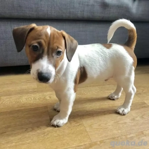 Süße, verschmuste und bezaubernde Jack Russell Terrier Welpen suchen ein neues, liebevolles Zuhause