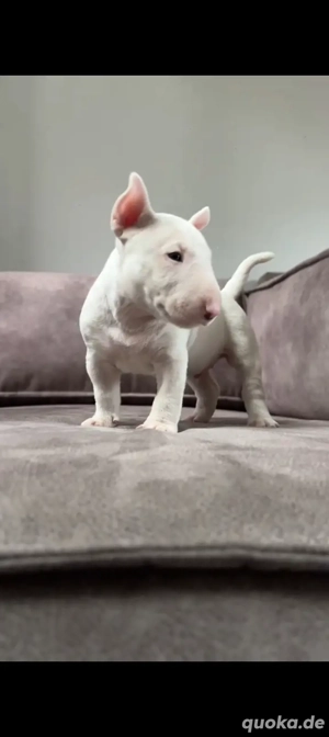 Liebevolle Zuhause für bezaubernde Bullterrier-Welpen gesucht!
