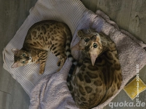 Bengalkatzen abzugeben 