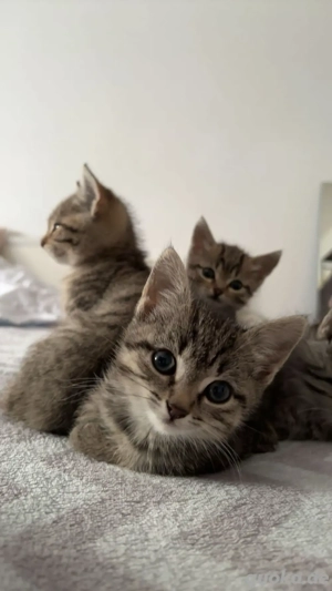 wunderschöne Kitten