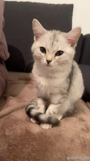 Nala Unsere liebevolle Bengal-Mix Katze sucht ein neues Zuhause