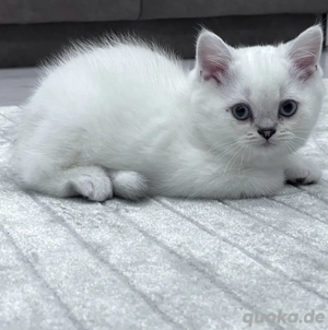 Kitten Britisch zu verkaufen