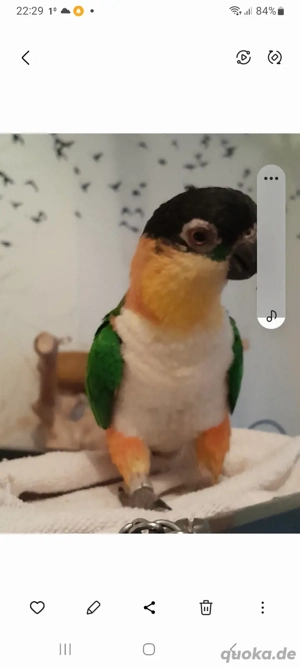 papagei menlish hanzam