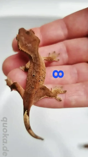 Kronengecko Nachwuchs 0.0.2 unbestimmt