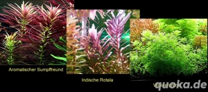 Arom. Sumpffreund, Ind. Rotala, Wasserprimel, Aquarienpflanzen, ab 3 