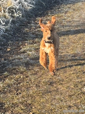 Großpudel,  6 Monate  mit Ahnentafel 