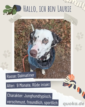 Dalmatiner Rüde sucht perfektes zu Hause 