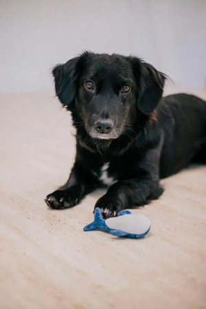Kleiner Schmuserbär Oscar mit dem großen Herz ....