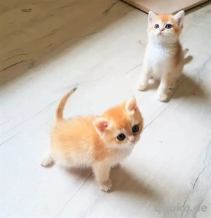 Süße BKH-Kätzchen zur Adoption