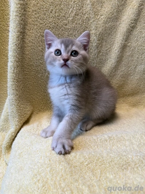 Reinrassige BKH Kätzchen mit Stammbaum,Britisch Kurzhaar Kitten