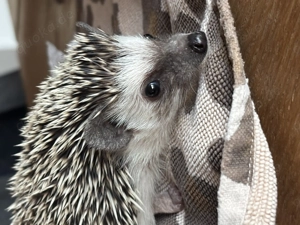 Zwei afrikanische Weißbauchigel Damen geboren 2025