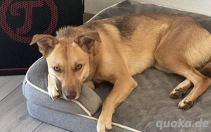 Zuhause gesucht für Puffy