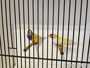 Wunderschöne Gouldamadinen in Gelb Standard & Gelb, Grün Sonderfarbe abzugeben!