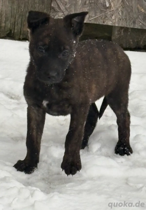 X Herder  Malinois 