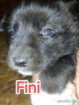 Die kleine Fini braucht ein liebevolles Zuhause für immer