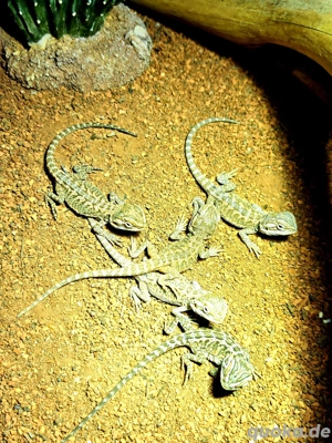 Junge Bartagamen abzugeben