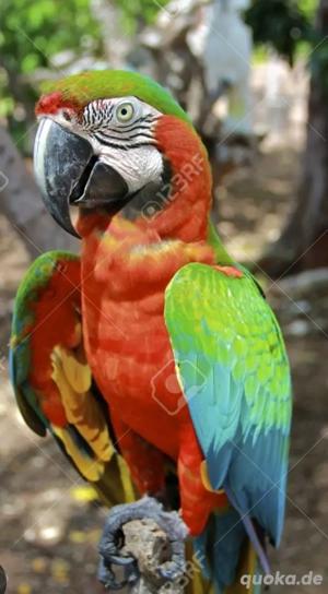  suche Hybrid und gelbbrustara