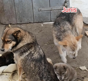 SOS - Junis sucht ein liebevolles Zuhause Bild 7