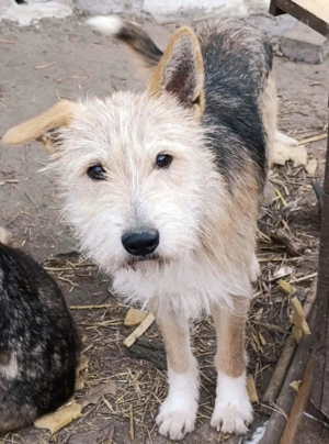 SOS - Junis sucht ein liebevolles Zuhause Bild 8