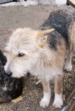 SOS - Junis sucht ein liebevolles Zuhause Bild 6