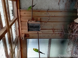 Schildsittiche Polytelis swainsonil 