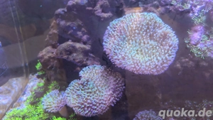 Korallen Meerwasser zu verkaufen