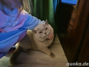 BKH Britisch Kurzhaar Kater 