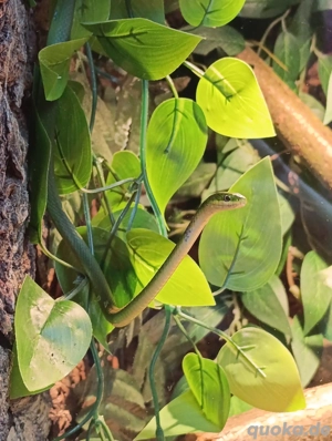 Raue Grasnattern 1.1