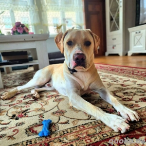 Ludwig - liebevoll&katzenverträglich