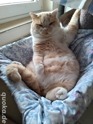 BKH Britisch Kurzhaar Kater Cream White 