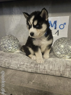 Siberian Husky Alaskan Malamut welpen