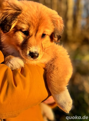 Golden Retriever Collie Mix Welpe
