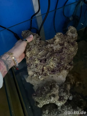 lebendgestein von White corals SUPRA ROCKS Lebendgestein (Premium) handpicked koralle meerwasser