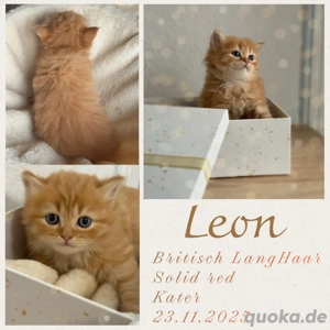 Zuckersüße BKH & BLH Bärchen suchen ein liebevolles Zuhause auf Lebenszeit ( Reservierung möglich)