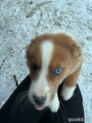 aussie welpe 12 wochen