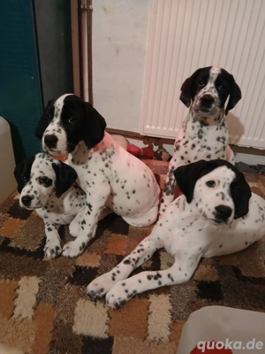 Dalmatiner-Labrador-Retriever Mix