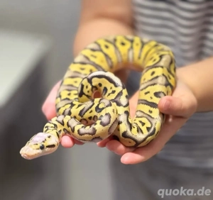 Königspython Crypton Superpastel