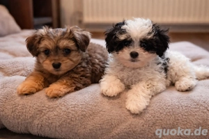 bollipoo(wie Maltipoo) Hündinnen mit gesundheitszeugniss