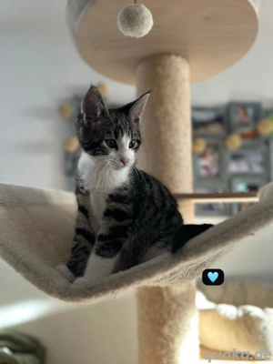  Zwei zauberhafte Coon-Mix Kitten suchen ein liebevolles Zuhause 