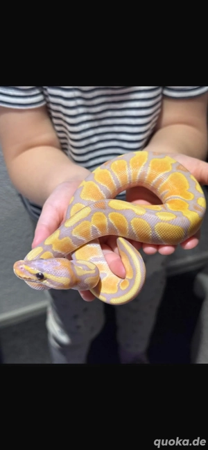 Königspython Banana double het. albino piebald