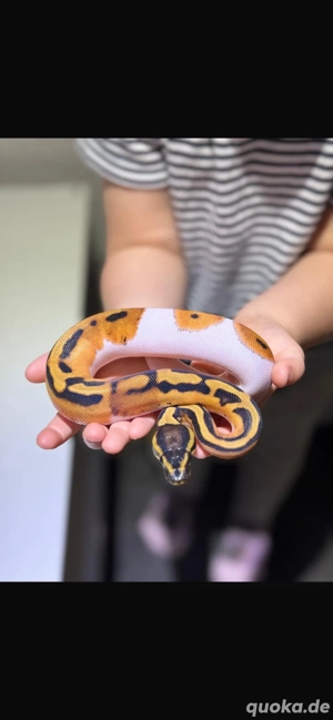 Königspython Orange Dream